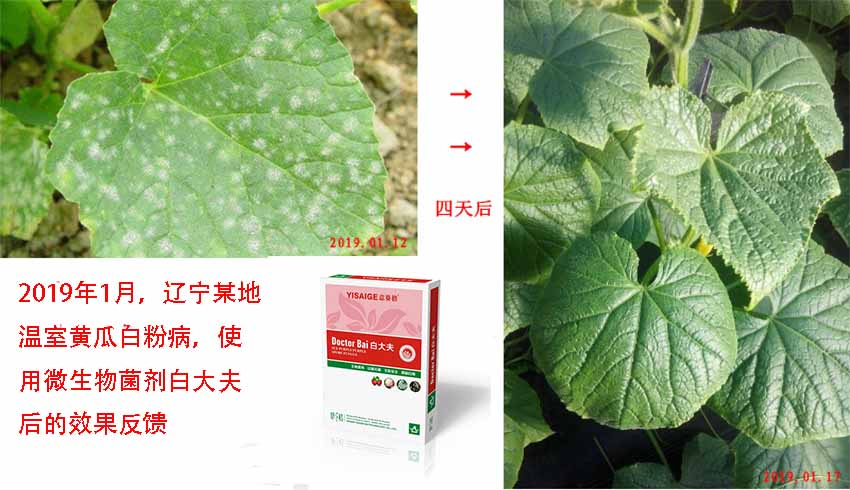 微生物菌剂产品”白大夫“的效果反馈与实时跟踪