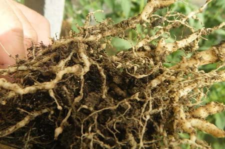 微生物菌剂厂家告诉你如何防治大棚西红柿根结线虫