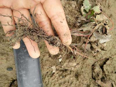 草莓爱死秧是什么原因，如何防治?微生物菌肥厂家与您分享