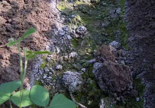 生物菌剂厂家分享如何进行土壤杀菌，土壤盐碱化怎么处理