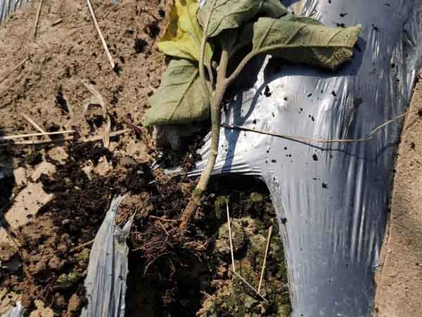 在整治土壤重茬这方面，生物菌肥的作用不可替代