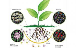 生物肥料与生态环境改善的关系