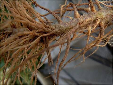 番茄易发生根腐病该如何防治？